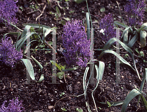 Picture of Muscari comosum 