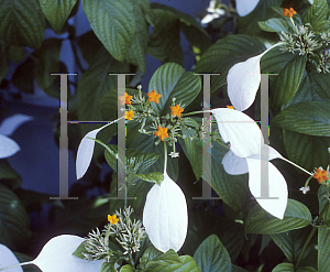 Picture of Mussaenda frondosa 