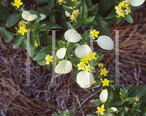 Picture of Mussaenda incana 