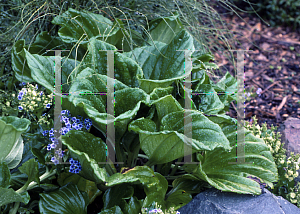 Picture of Myosotidium hortensia 