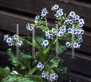 Picture of Myosotidium hortensia 