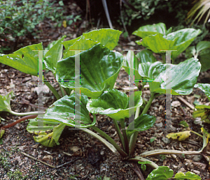 Picture of Myosotidium hortensia 