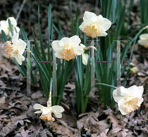 Picture of Narcissus  'Accord'