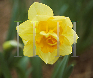 Picture of Narcissus  'Apotheose'