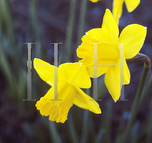 Picture of Narcissus  'California'