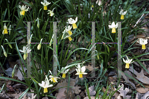 Picture of Narcissus  'Dove Wings'