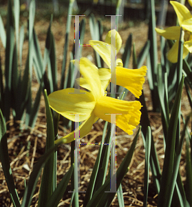 Picture of Narcissus  'February Gold'