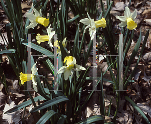 Picture of Narcissus  'February Silver'