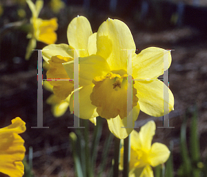 Picture of Narcissus  'Fortune'