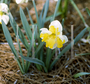 Picture of Narcissus  'Fortune'