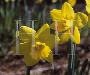 Picture of Narcissus  'Gigantic Star'