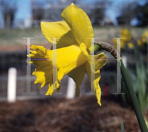 Picture of Narcissus  'Golden Harvest'