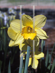 Picture of Narcissus  'Hollywood'