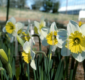 Picture of Narcissus  'Ice Follies'