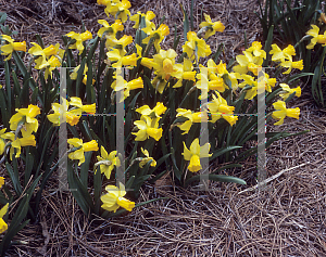 Picture of Narcissus  'Jetfire'