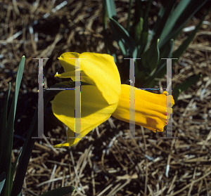 Picture of Narcissus  'Jetfire'