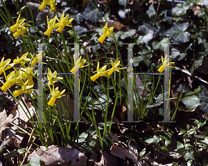 Picture of Narcissus  'Jumblie'
