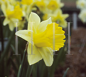 Picture of Narcissus  'Majesty'