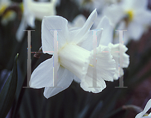 Picture of Narcissus  'Mount Hood'