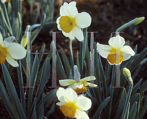 Picture of Narcissus  'Semper Avanti'