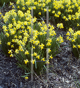 Picture of Narcissus  'Tete-A-Tete'