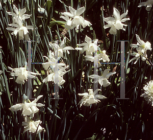 Picture of Narcissus  'Thalia'