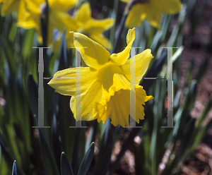 Picture of Narcissus  'Unsurpassable'