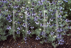 Picture of Nigella hispanica 'Exotic'