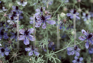 Picture of Nigella hispanica 'Exotic'