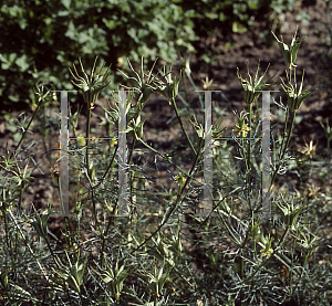 Picture of Nigella orientalis 