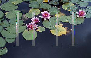 Picture of Nymphaea  'Charles de Meurville'