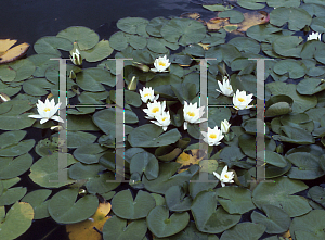 Picture of Nymphaea  'Hermine'