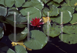 Picture of Nymphaea  'Froebelii'