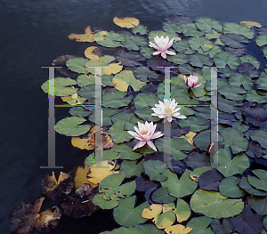 Picture of Nymphaea  'Rose Magnolia'