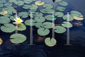 Picture of Nymphaea odorata 'Sulphurea Grandiflora'