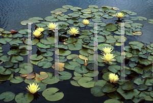 Picture of Nymphaea  'Texas Dawn'