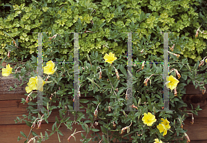 Picture of Oenothera drummondii 