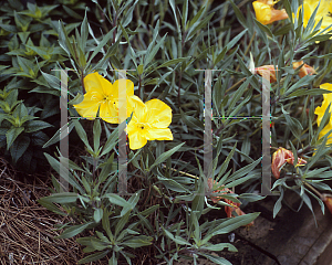 Picture of Oenothera fremontii 'Lemon Silver'