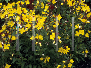 Picture of Oenothera glabra 