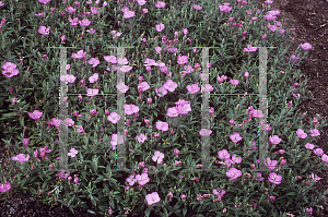 Picture of Oenothera kunthiana 