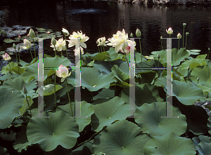 Picture of Nelumbo nucifera 