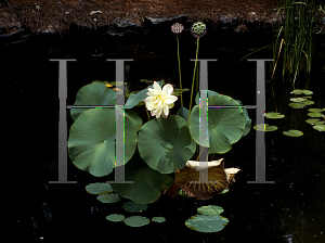 Picture of Nelumbo nucifera 'Ruby Gardner'