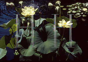 Picture of Nelumbo nucifera 'Mrs. Perry D. Slocum'