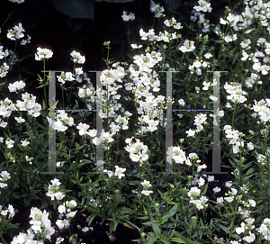 Picture of Nemesia strumosa 'Innocence'