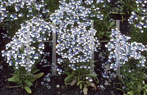 Picture of Nemesia strumosa 'KLM'