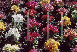 Picture of Nemesia strumosa 'Sundrops Mixture'