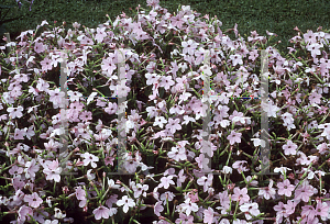 Picture of Nicotiana x sanderae 'Avalon Salmon'