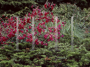 Picture of Nicotiana alata 'Heaven Scent Red'