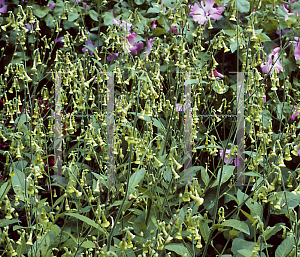 Picture of Nicotiana langsdorffii 