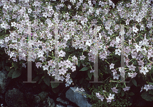 Picture of Nicotiana x sanderae 'Nicki Blush'